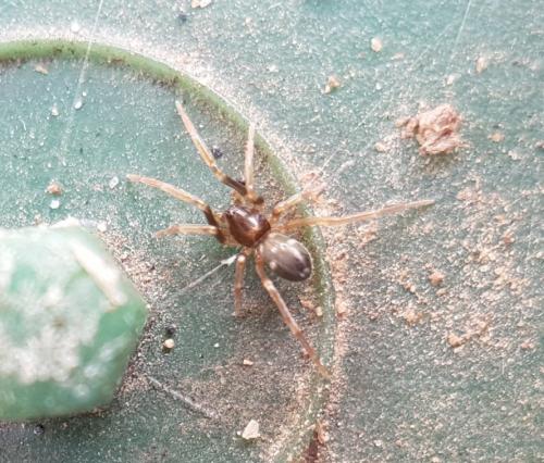 Phrurolithus sp.